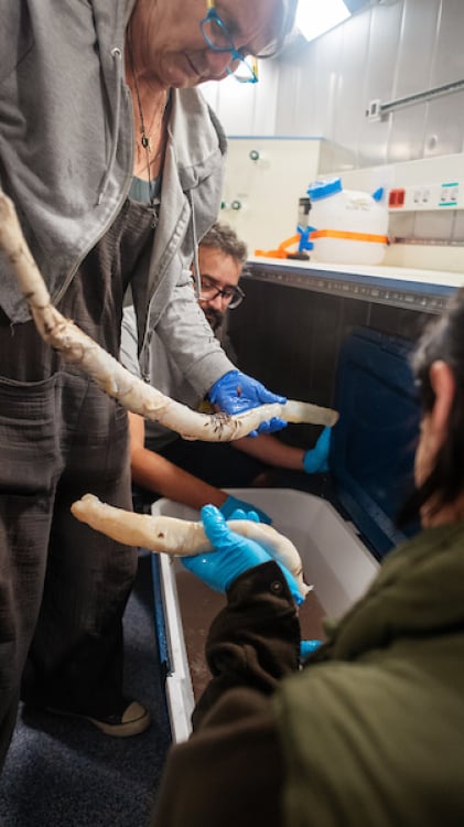 Deep sea tubeworm specimens collected by the robot ROV SuBastian and brought back to the surface for study.