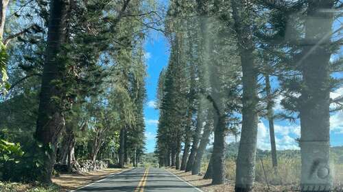 A line of trees on either side of the Hana Highway.