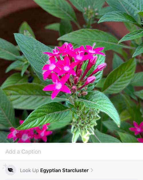 Using Visual Look Up to identify a flower.