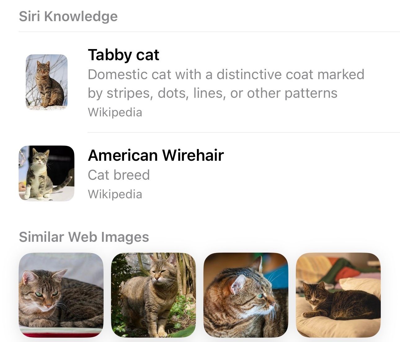 Visual Look Up results for identifying a cat.