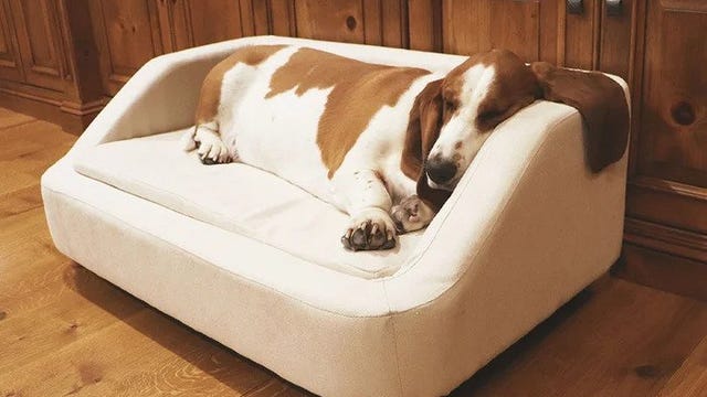 design dog bed