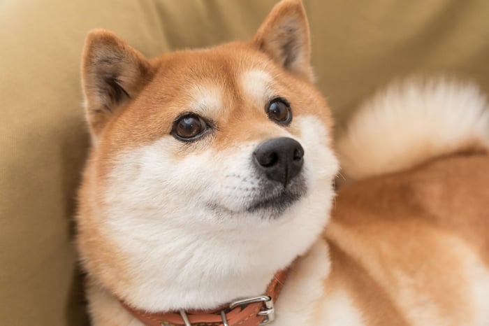 Shiba Inu Dog Doge