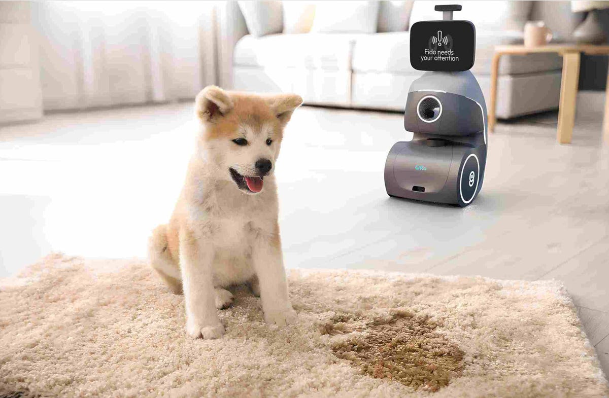 A dog next to a pee stain on carpet, with the Oro robot looking on