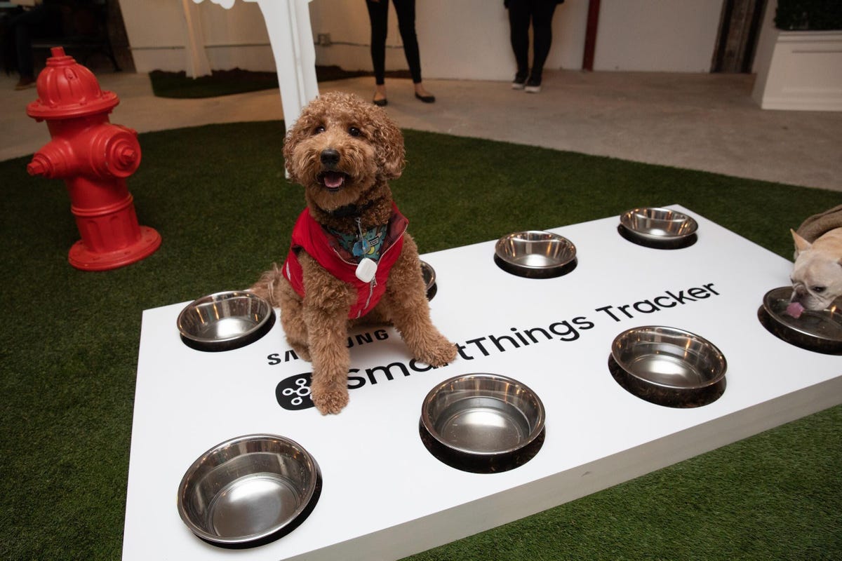 Brown fluffy dog wearing a red vest standing near dog bowls