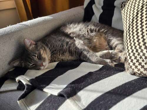 A cat sleeping on a chair