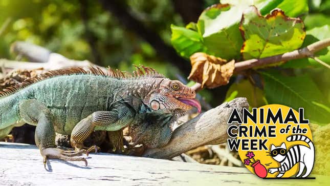 A wild green iguana in Costa Rica.