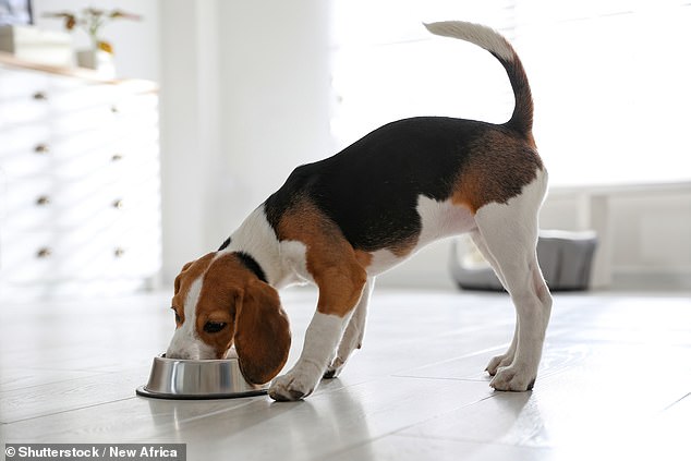 Dogs Trust has opened dog food banks at its rehoming centres across the UK as prices rise