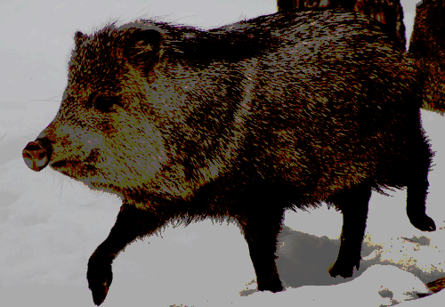 Javelina