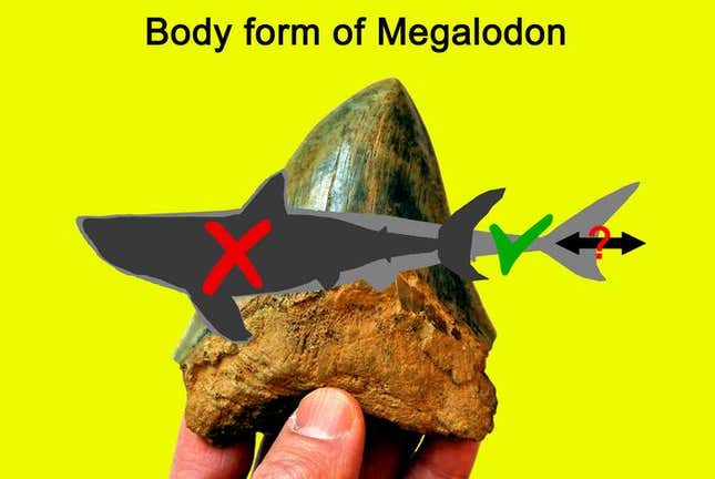 A graphic showing how O. megalodon's body shape may differ from previous assumptions.