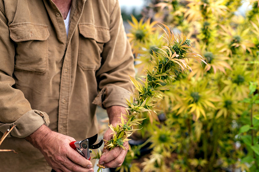 Adult male cannabis farmer harvesting his marajuana plants