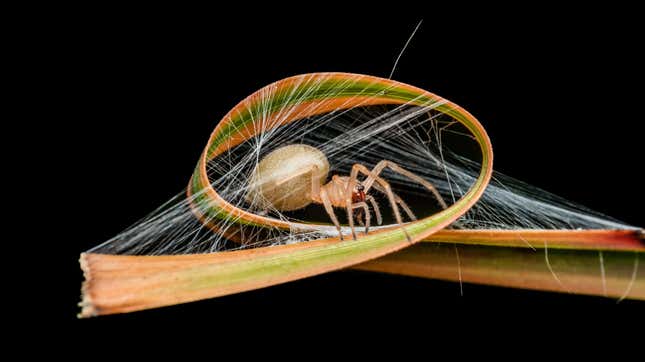 Image for article titled See Nature Way Up-Close in These Award-Winning Photographs