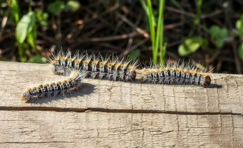 jamie dornan caterpillar