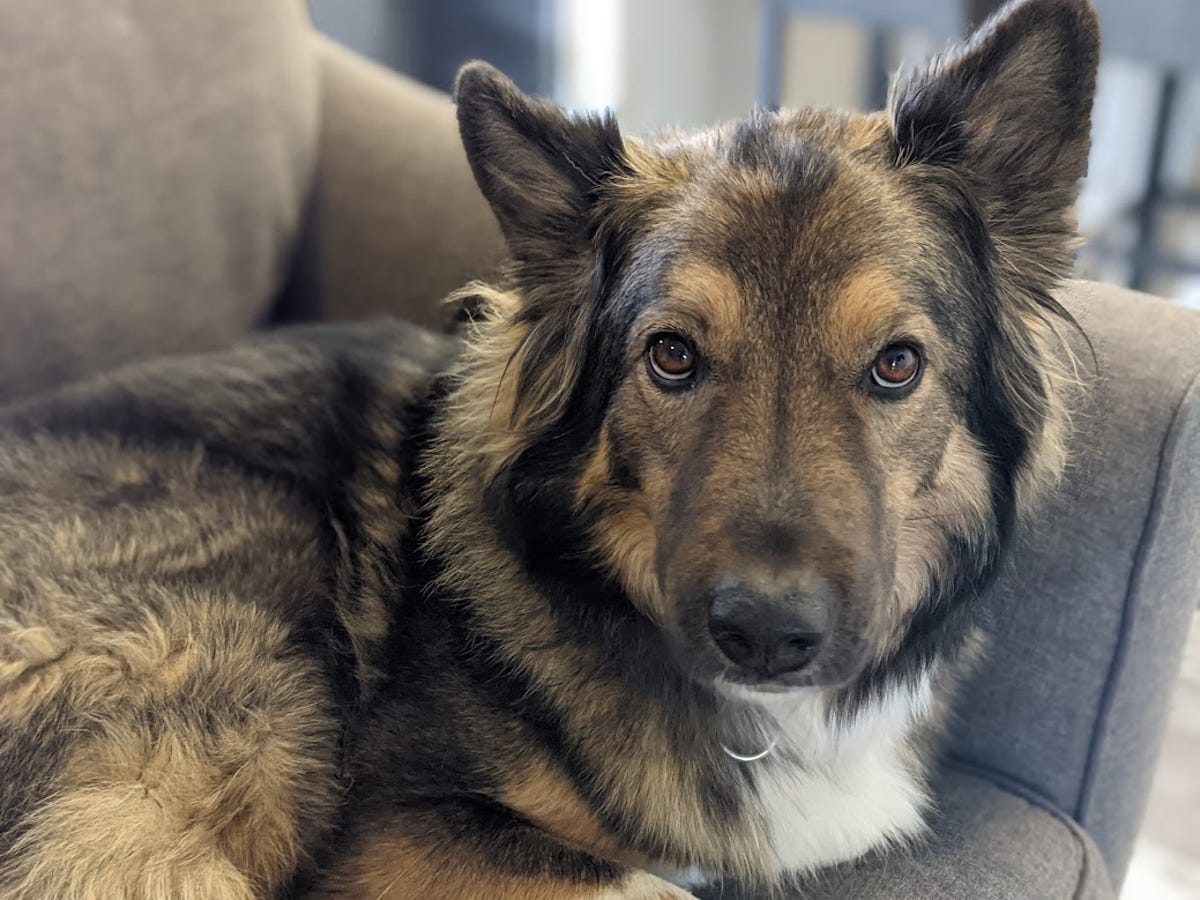 A beautiful brown dog named Indiana Bones.