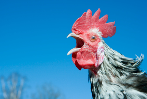 Crowing rooster, close-up