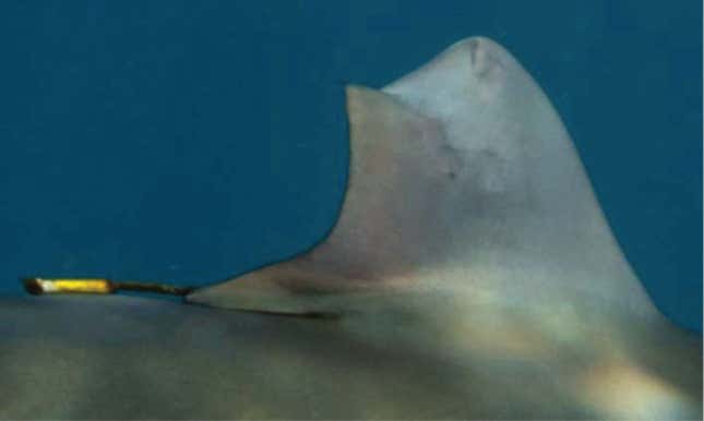 The healed fin, seen in May 2023.