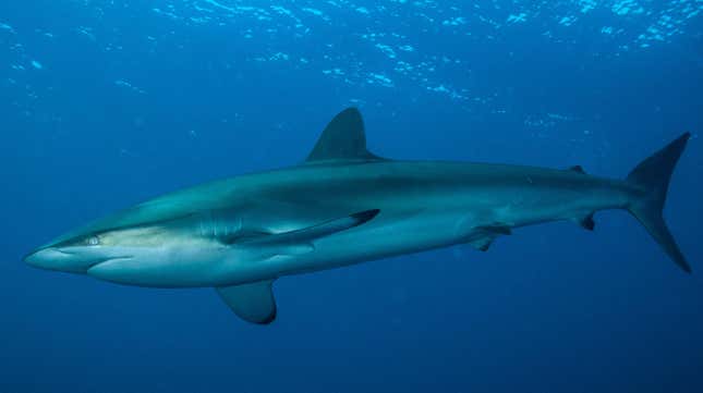 A silky shark (Carcharhinus falciformis).