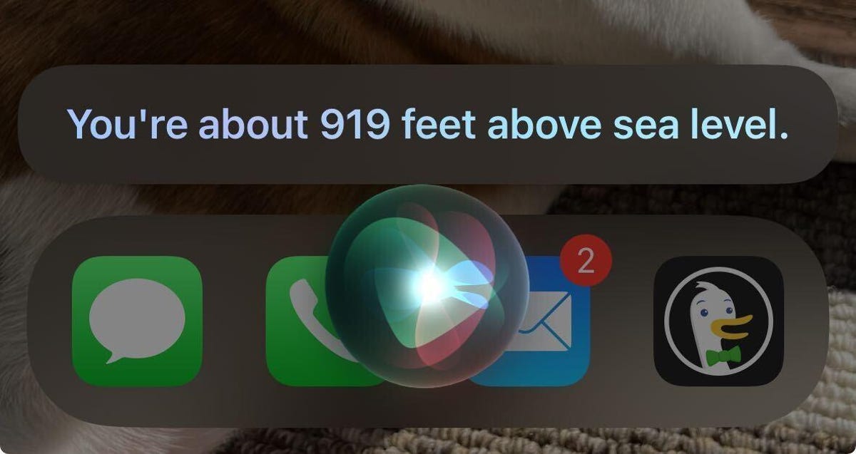 Siri responding that a person's altitude is 919 feet above sea level