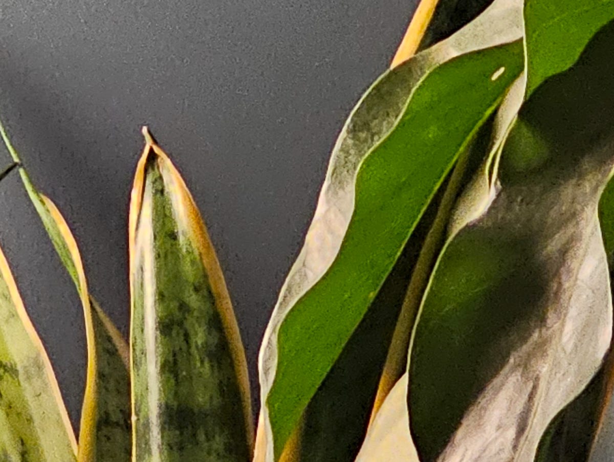 Houseplants zoomed in at 5x and then cropped in further to see the detail