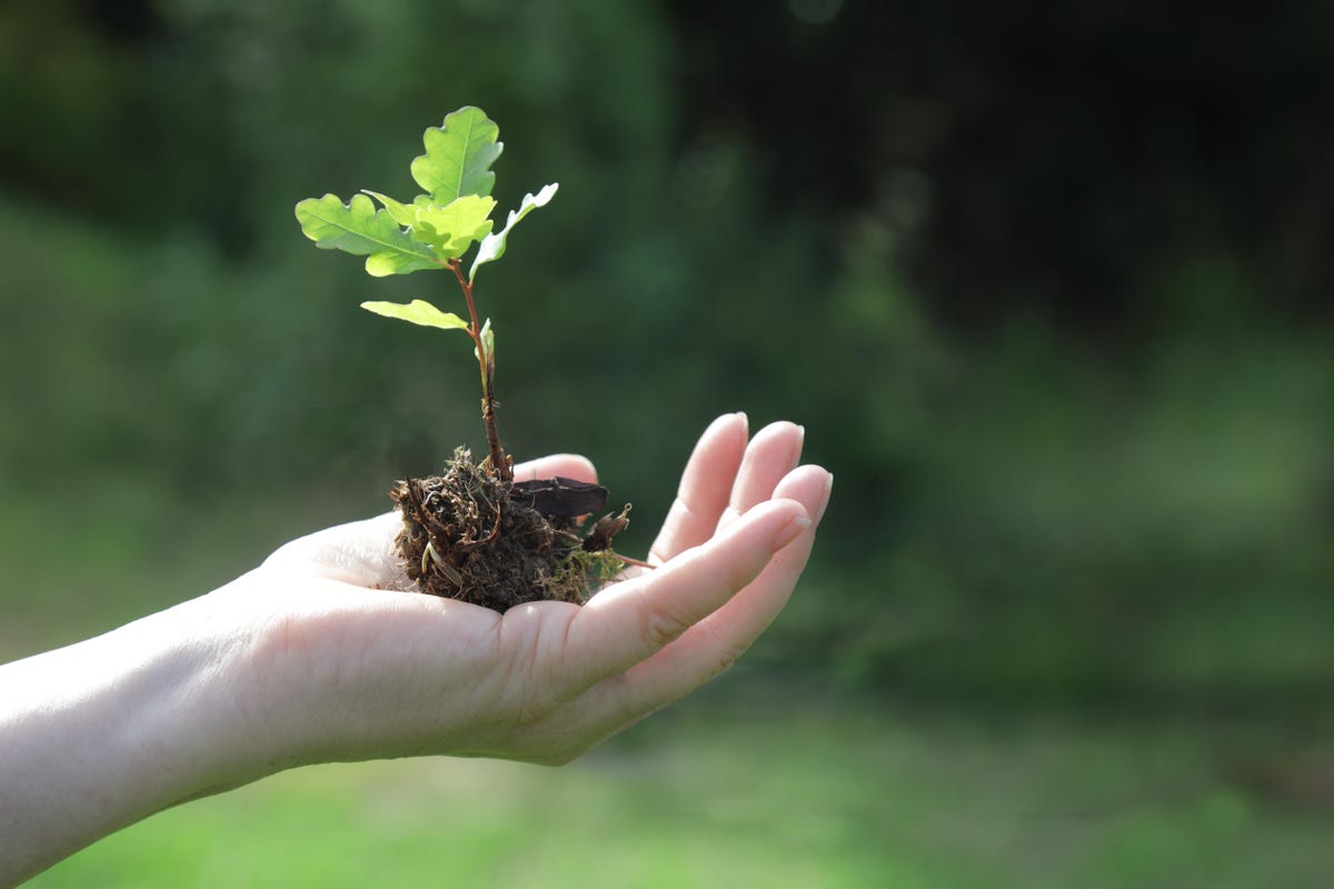 A plant and its roots cupped in the palm of an open hand