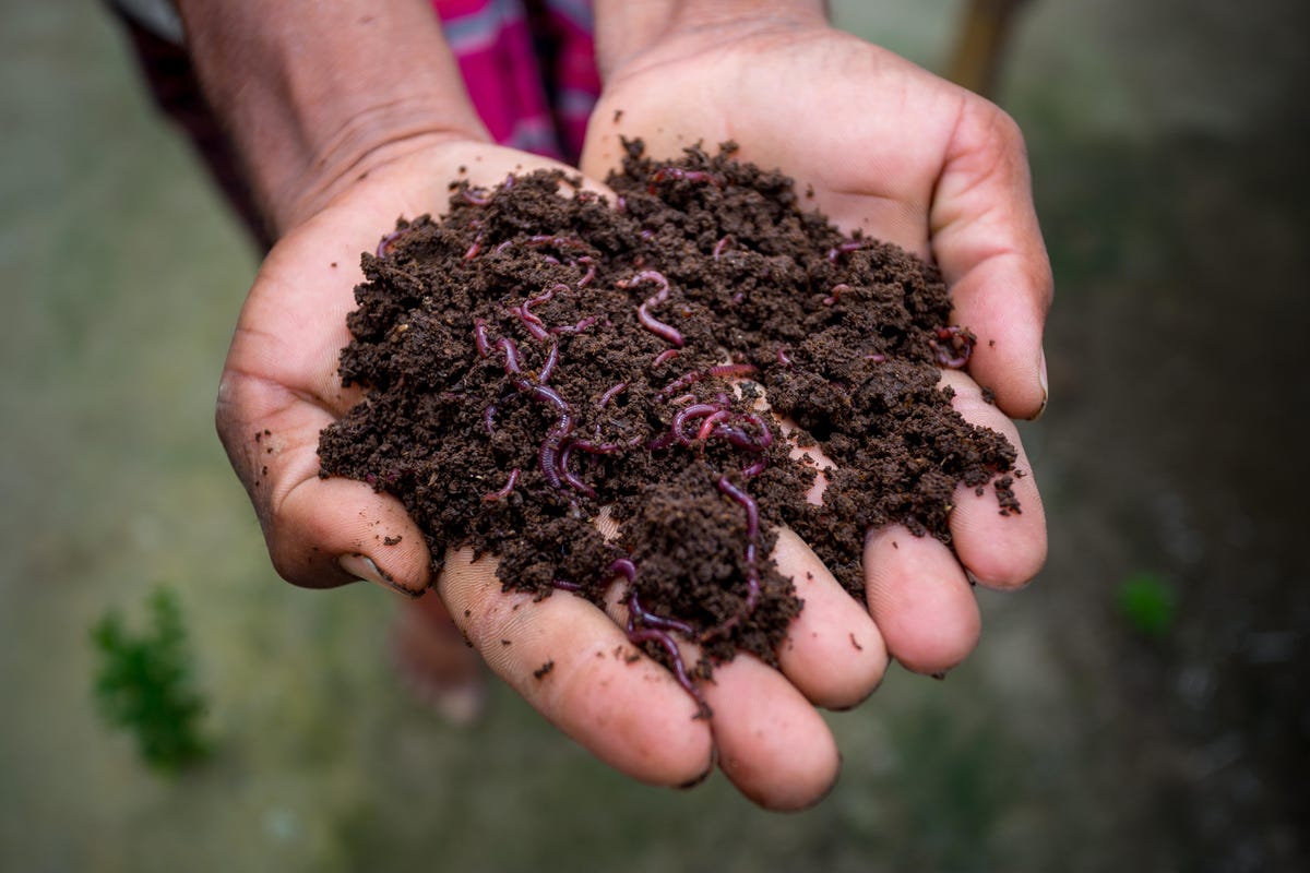 Hands holding dirt and red wriggler worms.