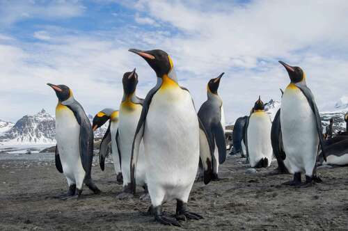 group of penguins looking around