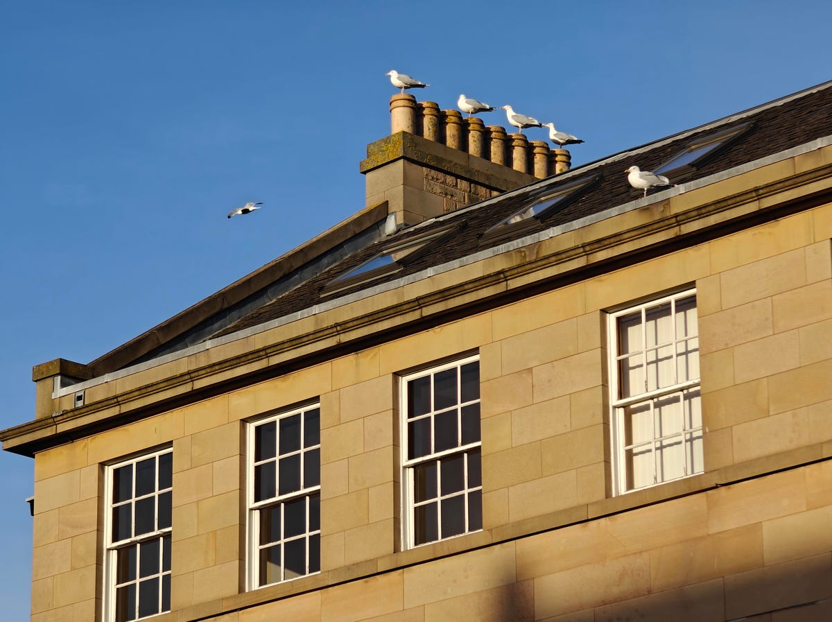 a photo of gulls on a roof