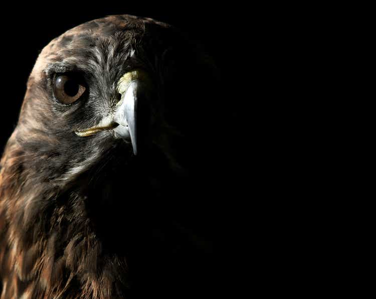 Red-tailed Hawk