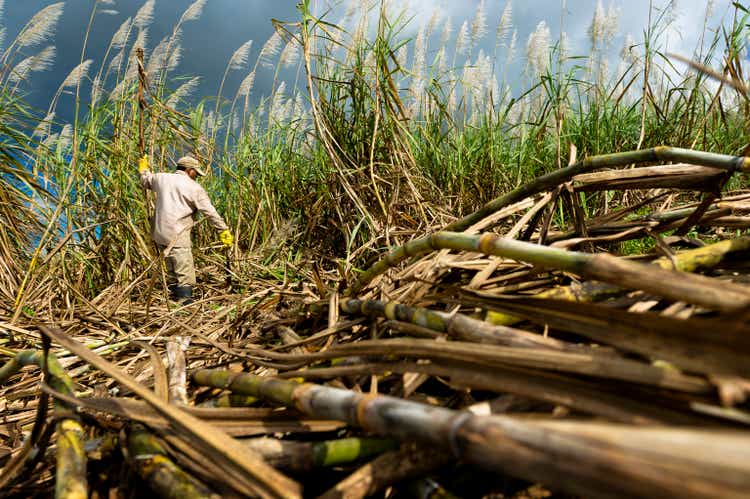 Harvesting Sugarcane