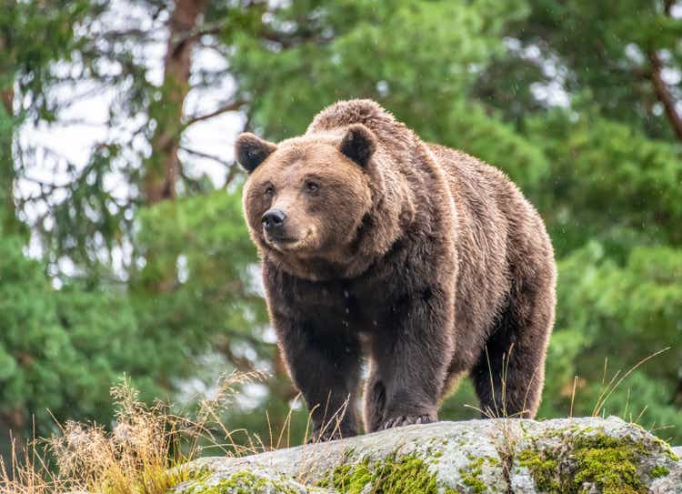 Brown bear on a rock