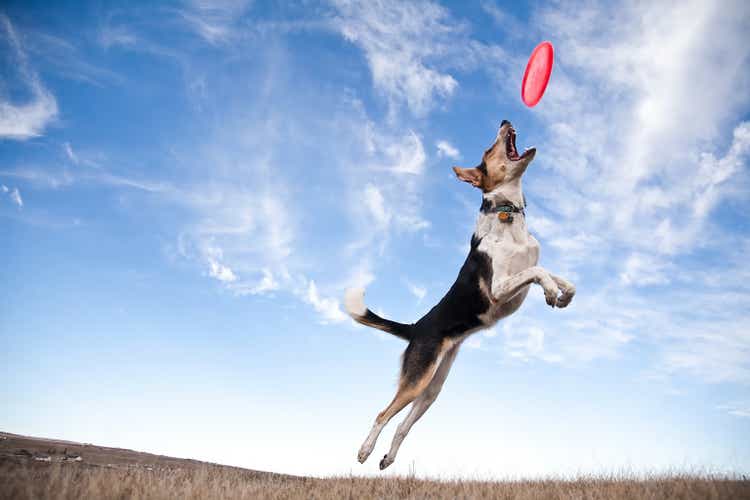 Frisbee dog