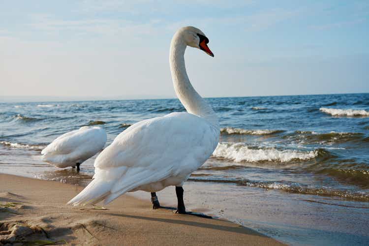 White swan on shore of Baltic Sea in Poland