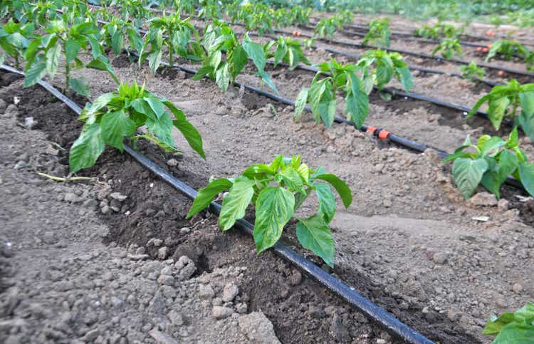 Pepper cultivation using drip irrigation