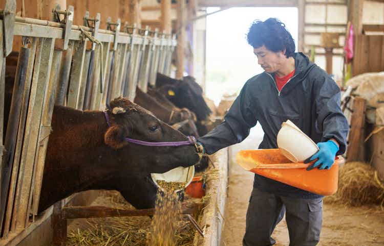 A man giving food to cattle.