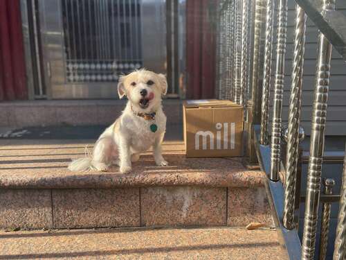 dog next to box on stoop