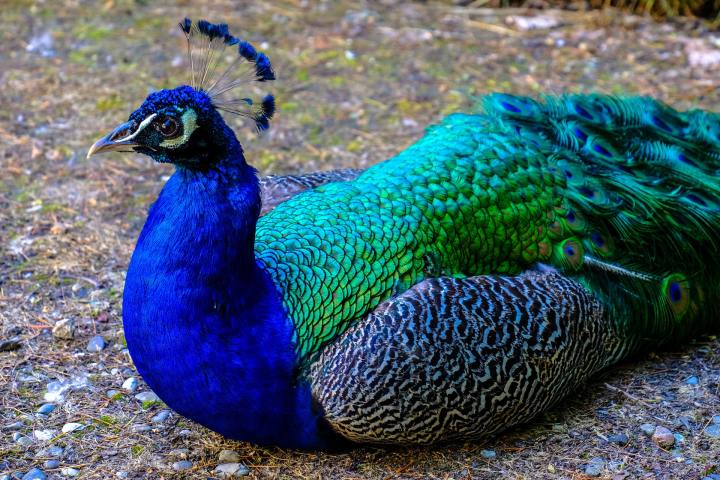 Photo showing brightly colored peacock sitting on ground.