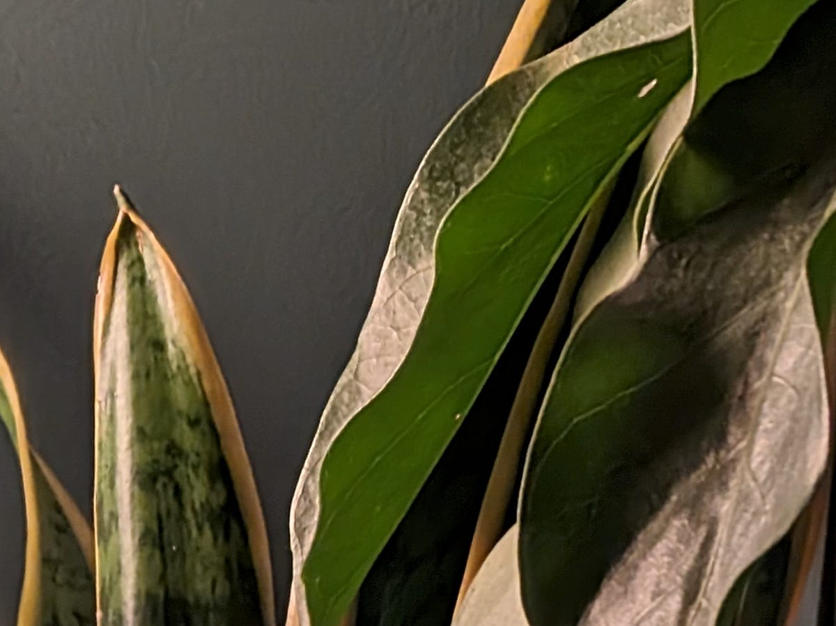 Houseplants zoomed in at 5x and then cropped in further to see the detail