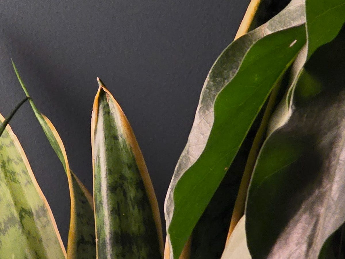 Houseplants zoomed in at 5x and then cropped in further to see the detail