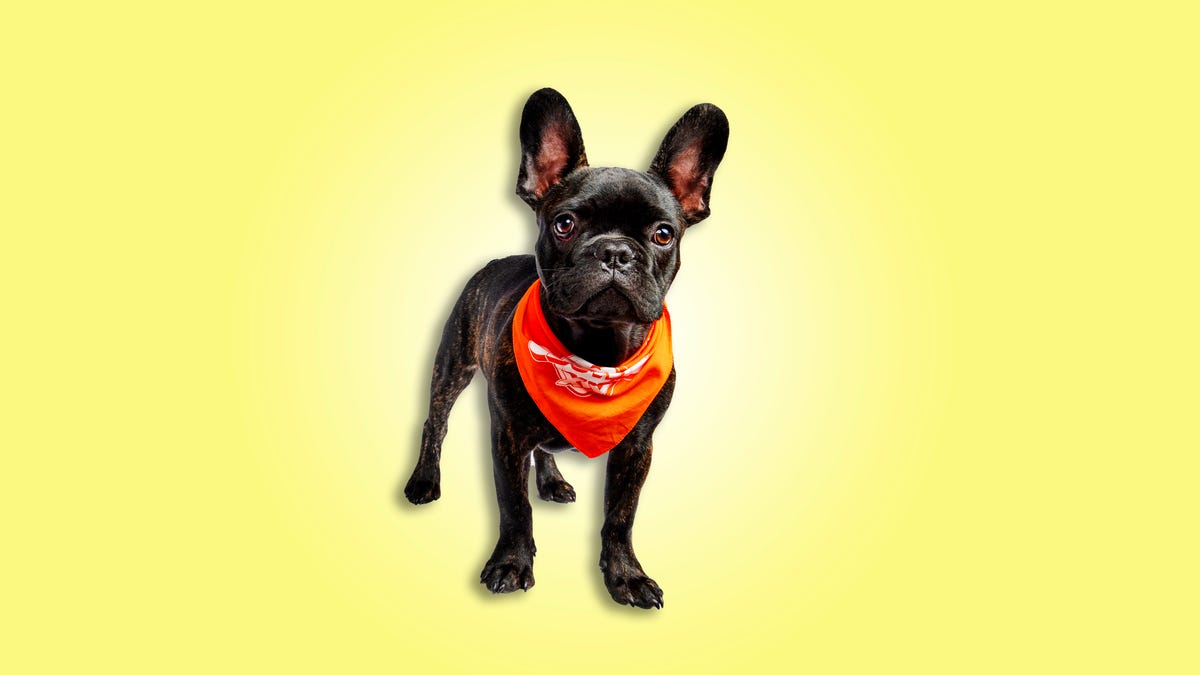 black dog wearing orange bandana around neck on yellow background