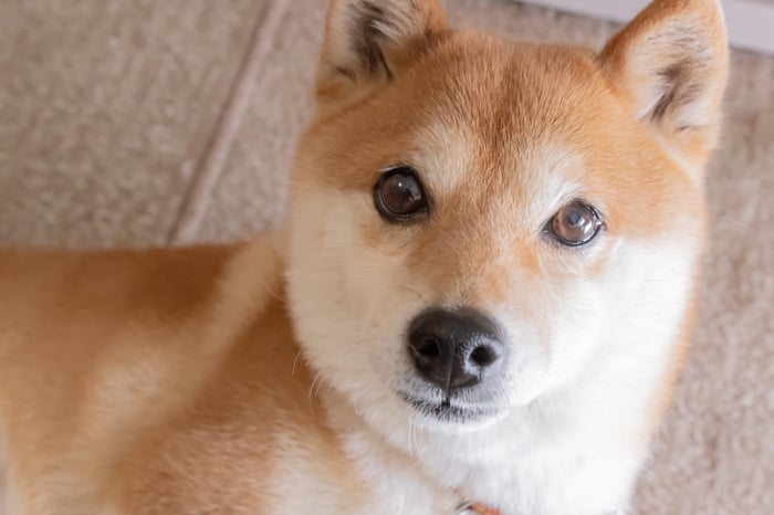 Shiba Inu dog. 