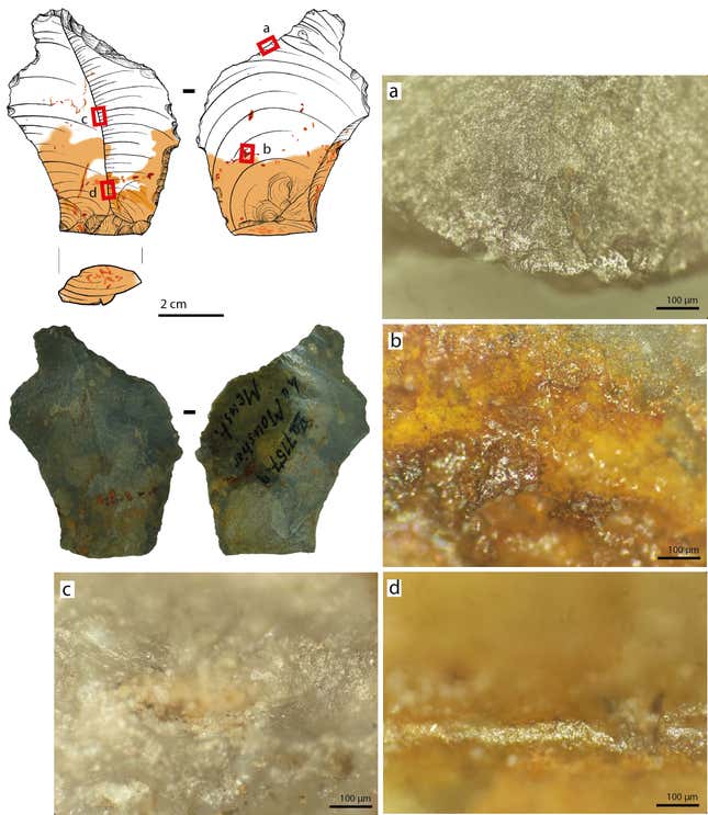 Micrographs showing wear on a Neanderthal tool.