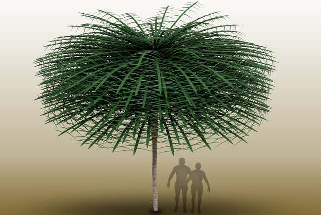 An illustration of the specimen (with simplified leaves), human silhouettes for scale.