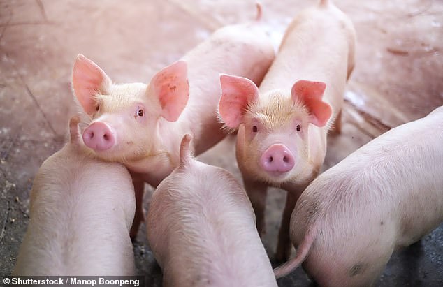 Profits hit: FTSE 250 group Genus sells genetically enhanced semen, embryos and breeding cattle and pigs to help farmers produce high-quality meat and milk