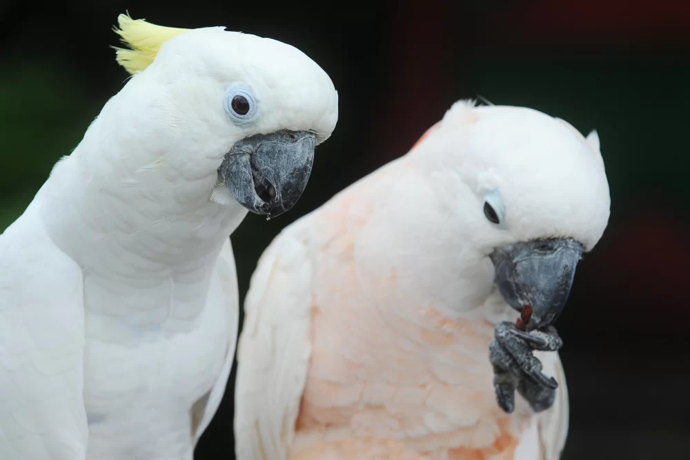 Cockatoos