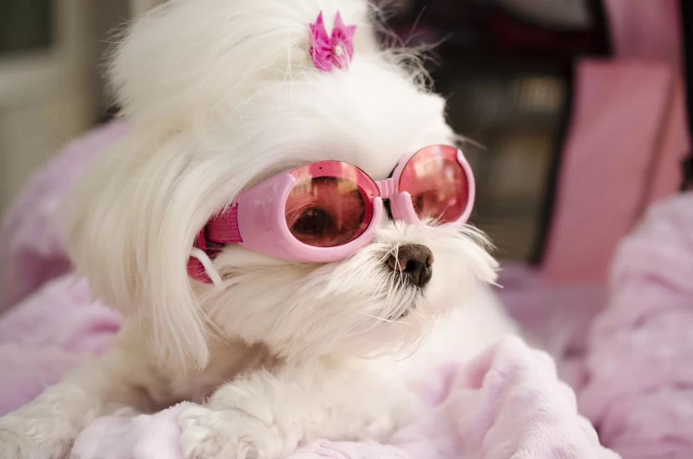 Doggie Sunglasses