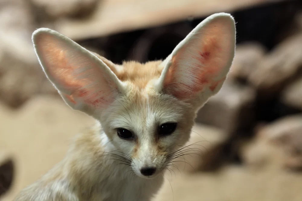 Fennec Foxes