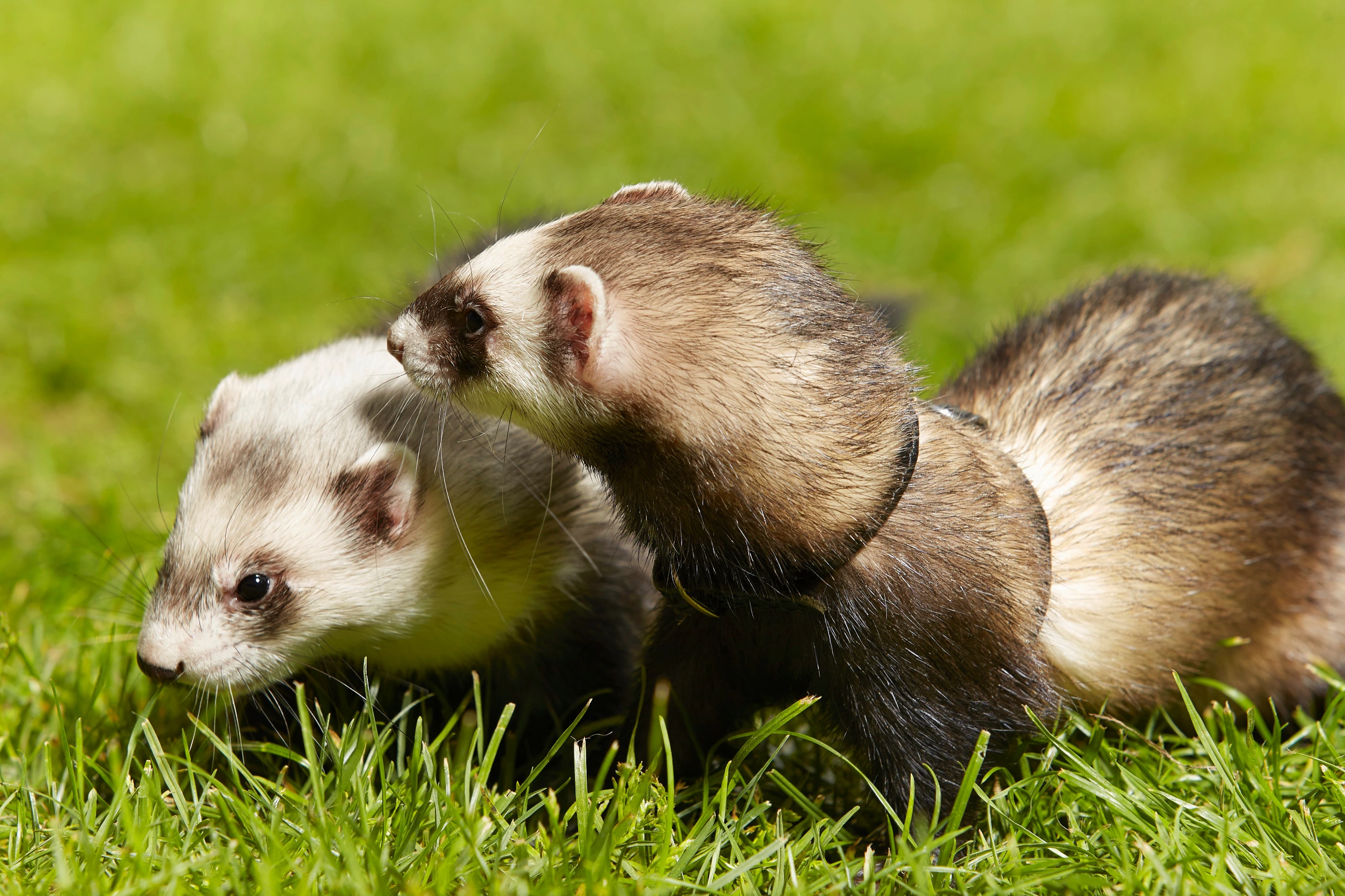 Ferrets