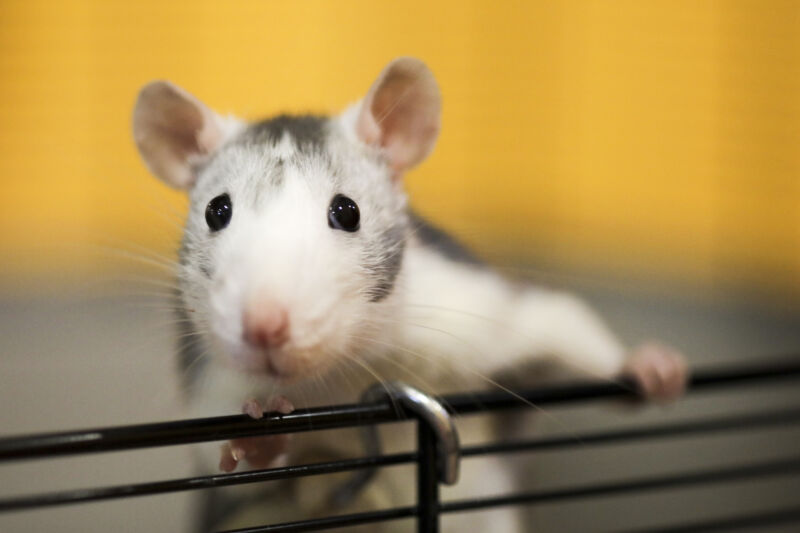 An actual laboratory rat, who is intrigued. 