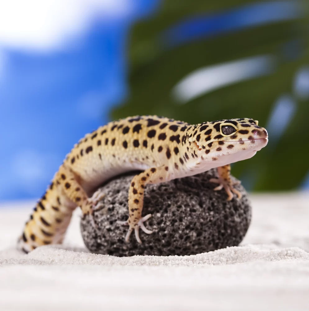 Leopard Geckos