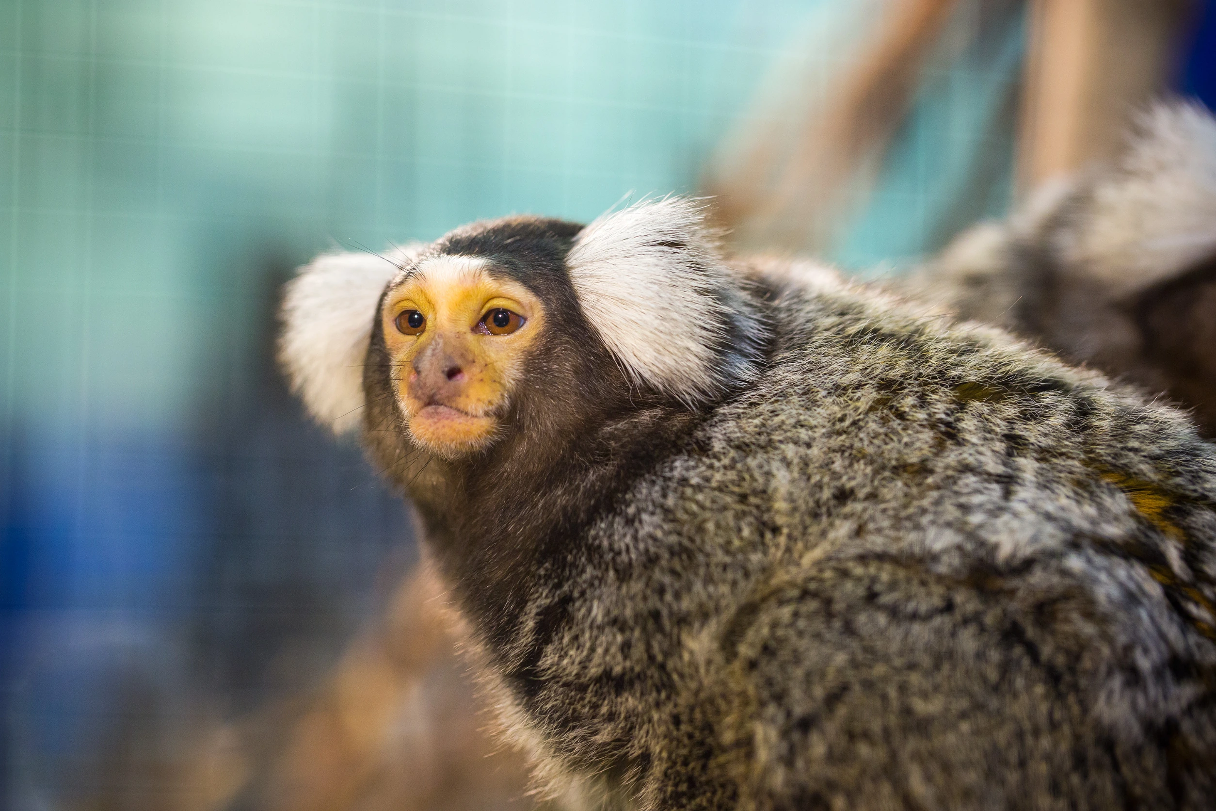 Marmosets