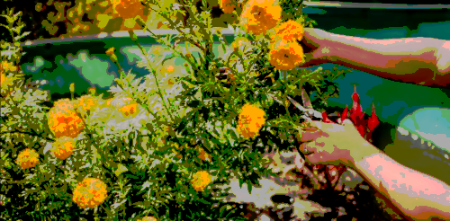 Hands cutting yellow flowers with scissors